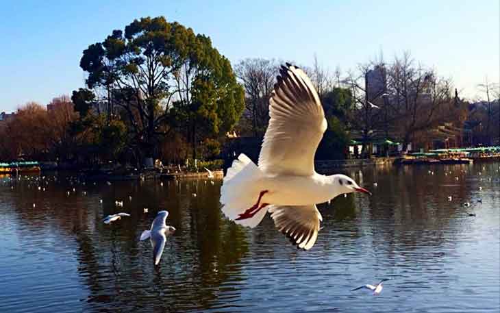 冬天去昆明哪里看海鷗？自從海鷗搬家來到昆明.jpg