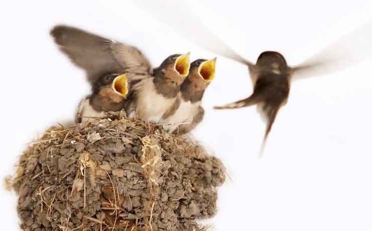 一個快遞公司準備搬家,可是一家小燕子該怎么搬呢.jpg 一個快遞公司準備搬家,可是一家小燕子該怎么搬呢.jpg