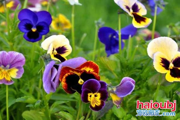 2019昆明春節(jié)天氣_昆明春節(jié)溫度昆明平均氣溫介紹.jpg 2019昆明春節(jié)天氣_昆明春節(jié)溫度昆明平均氣溫介紹.jpg