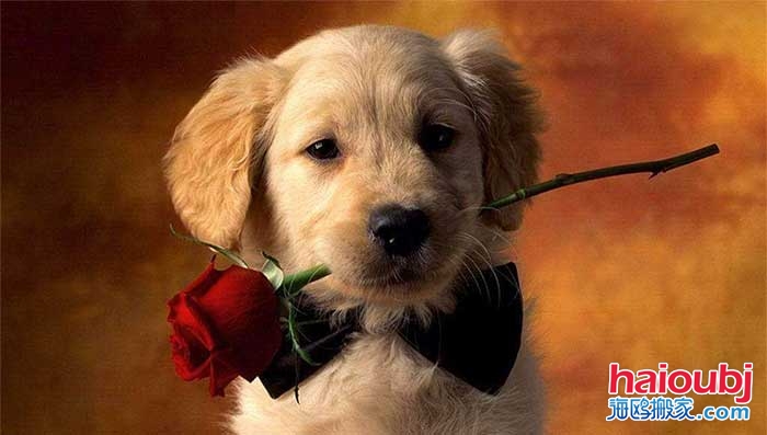 昆明搬家的時候不慎拋棄了金毛大媽得知后非要帶小狗回家.jpg 昆明搬家的時候不慎拋棄了金毛大媽得知后非要帶小狗回家.jpg