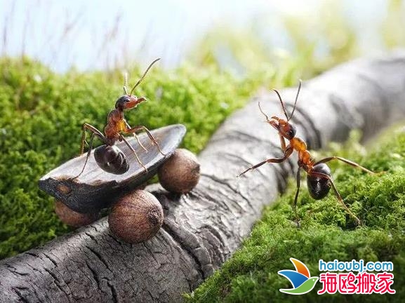 昆明盤龍區(qū)搬家公司搬運工搬家拉貨哪個好用.jpg 昆明盤龍區(qū)搬家公司搬運工搬家拉貨哪個好用.jpg